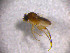  (Megaselia pygmaea - EH_SWE_032)  @11 [ ] Creative Commons  Attribution Non-Commercial Share-Alike (2018) NTNU University Museum, Department of Natural History NTNU University Museum, Department of Natural History