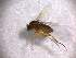  (Megaselia malhamensis - EH_SWE_057)  @11 [ ] Creative Commons  Attribution Non-Commercial Share-Alike (2018) NTNU University Museum, Department of Natural History NTNU University Museum, Department of Natural History
