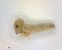  ( - LC00684-26834-E04)  @12 [ ] CreativeCommons - Attribution Non-Commercial Share-Alike (2015) Martin Sigut Department of Biology and Ecology, University of Ostrava