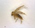 ( - LC1405405-26837-C12)  @12 [ ] CreativeCommons - Attribution Non-Commercial Share-Alike (2015) Martin Sigut Department of Biology and Ecology, University of Ostrava