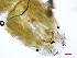  (Ablabesmyia peleensis - 396B_COI)  @11 [ ] No Rights Reserved (2018) Unspecified U.S. EPA GLTED