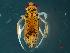  (Palmacorixa gillettei - 402D-07_COI)  @11 [ ] No Rights Reserved (2018) Unspecified U.S. EPA, Mid-GLTED Division, 6201 Congdon Blvd, Duluth, MN 55805