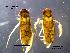  (Palmacorixa janeae - 371G-06_COI)  @11 [ ] No Rights Reserved (2018) Unspecified U.S. EPA, Mid-GLTED Division, 6201 Congdon Blvd, Duluth, MN 55805
