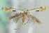  (Elachista nr. albidella - MM21340)  @11 [ ] CreativeCommons - Attribution Non-Commercial (2012) Marko Mutanen University of Oulu