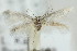  (Elachista triseriatella - MM21349)  @13 [ ] CreativeCommons - Attribution Non-Commercial (2012) Marko Mutanen University of Oulu