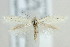  (Elachista bimaculata - MM21485)  @13 [ ] CreativeCommons - Attribution Non-Commercial (2012) Marko Mutanen University of Oulu