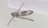  (Elachista dimicatella - MM16160)  @12 [ ] Unspecified (default): All Rights Reserved  Unspecified Unspecified