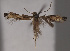  (Elachista phichaiensis - MZH_GAC.26756)  @11 [ ] by-nc (2022) Erkka Laine University of Oulu