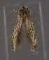  (Elachista oryx - MZH_GAC.26757)  @11 [ ] by-nc (2022) Erkka Laine University of Oulu