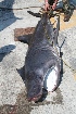  ( - cetorino020509)  @11 [ ] Unspecified (default): All Rights Reserved  Unspecified Unspecified