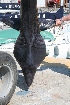  ( - cetorino020509)  @11 [ ] Unspecified (default): All Rights Reserved  Unspecified Unspecified