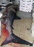  ( - cetorino230508)  @12 [ ] Unspecified (default): All Rights Reserved  Unspecified Unspecified