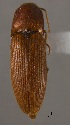  (Megapenthes bicarinatus - ELAT034)  @13 [ ] Unspecified (default): All Rights Reserved  Unspecified Unspecified