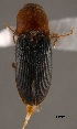 (Esthesopus atripennis - ELAT091)  @13 [ ] Unspecified (default): All Rights Reserved  Unspecified Unspecified