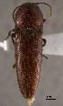  (Melanotus rugulipenis - ELAT093)  @14 [ ] Unspecified (default): All Rights Reserved  Unspecified Unspecified