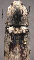  ( - ELAT101)  @13 [ ] Unspecified (default): All Rights Reserved  Unspecified Unspecified