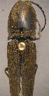  (Chalcolepidius attenuatus - ELAT113)  @13 [ ] Unspecified (default): All Rights Reserved  Unspecified Unspecified