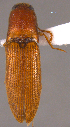  (Megapenthes texanus - ELAT131)  @11 [ ] Unspecified (default): All Rights Reserved  Unspecified Unspecified