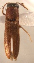  (Megapenthes cincticollis - ELAT157)  @11 [ ] Unspecified (default): All Rights Reserved  Unspecified Unspecified