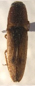  ( - ELAT177)  @12 [ ] Unspecified (default): All Rights Reserved  Unspecified Unspecified