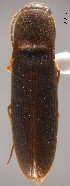  (Megapenthes longicornis - ELAT008)  @11 [ ] Unspecified (default): All Rights Reserved  Unspecified Unspecified