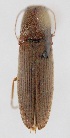  ( - ELAT065)  @12 [ ] Unspecified (default): All Rights Reserved  Unspecified Unspecified