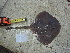 ( - RA001335)  @11 [ ] CreativeCommons  Attribution Non-Commercial Share-Alike (2017) Unspecified University of Bologna