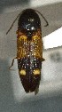  (Megapenthes gentneri - SRG0369)  @11 [ ] Unspecified (default): All Rights Reserved  Unspecified Unspecified