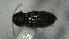  (Neohypdonus recavus - SRG0409)  @11 [ ] Unspecified (default): All Rights Reserved  Unspecified Unspecified