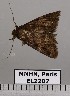  ( - EL2207)  @12 [ ] CreativeCommons - Attribution (2015) MNHN Muséum national d'Histoire naturelle