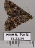  ( - EL2234)  @13 [ ] CreativeCommons - Attribution (2015) MNHN Muséum national d'Histoire naturelle