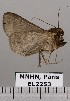  ( - EL2253)  @12 [ ] CreativeCommons - Attribution (2015) MNHN Muséum national d'Histoire naturelle