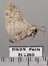  ( - EL2269)  @12 [ ] CreativeCommons - Attribution (2015) MNHN Muséum national d'Histoire naturelle