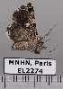  ( - EL2274)  @13 [ ] CreativeCommons - Attribution (2015) MNHN Muséum national d'Histoire naturelle