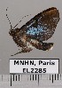  ( - EL2285)  @12 [ ] CreativeCommons - Attribution (2015) MNHN Muséum national d'Histoire naturelle