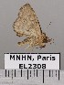  (Metalectra ecchlora - EL2308)  @12 [ ] CreativeCommons - Attribution (2015) MNHN Muséum national d'Histoire naturelle