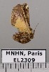  ( - EL2309)  @13 [ ] CreativeCommons - Attribution (2015) MNHN Muséum national d'Histoire naturelle
