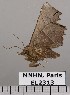  ( - EL2313)  @13 [ ] CreativeCommons - Attribution (2015) MNHN Muséum national d'Histoire naturelle