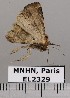  ( - EL2329)  @12 [ ] CreativeCommons - Attribution (2015) MNHN Muséum national d'Histoire naturelle