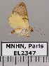  ( - EL2347)  @12 [ ] CreativeCommons - Attribution (2015) MNHN Muséum national d'Histoire naturelle