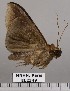  ( - EL2349)  @13 [ ] CreativeCommons - Attribution (2015) MNHN Muséum national d'Histoire naturelle