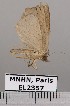  (Isogona albistellata - EL2357)  @13 [ ] CreativeCommons - Attribution (2015) MNHN Muséum national d'Histoire naturelle