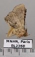  (Metalectra praecisalis - EL2358)  @14 [ ] CreativeCommons - Attribution (2015) MNHN Muséum national d'Histoire naturelle