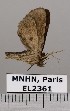  (Metalectra elongata - EL2361)  @14 [ ] CreativeCommons - Attribution (2015) MNHN Muséum national d'Histoire naturelle