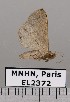  (Rejectaria pharusalis - EL2372)  @13 [ ] CreativeCommons - Attribution (2015) MNHN Muséum national d'Histoire naturelle