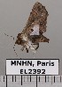  ( - EL2392)  @11 [ ] CreativeCommons - Attribution (2015) MNHN Muséum national d'Histoire naturelle