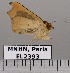  ( - EL2393)  @12 [ ] CreativeCommons - Attribution (2015) MNHN Muséum national d'Histoire naturelle