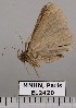  ( - EL2420)  @13 [ ] CreativeCommons - Attribution (2015) MNHN Muséum national d'Histoire naturelle