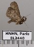  (Lascoria anxa - EL2440)  @12 [ ] CreativeCommons - Attribution (2015) MNHN Muséum national d'Histoire naturelle