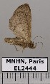  (HerminiinaeGEN - EL2444)  @14 [ ] CreativeCommons - Attribution (2015) MNHN Muséum national d'Histoire naturelle